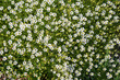 White flowers of Sagina subulata in the garden, background.