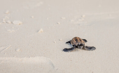 Wall Mural - Little Sea Turtle Cub, Crawls along the Sandy shore in the direction of the ocean to Survive, Hatched, New Life, Saves, Way to life, Tropical Seychelles, footprints in the sand, forward to a new life