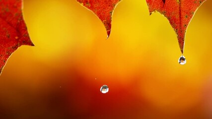 Wall Mural - Super slow motion of falling water drops autumn maple leaves, macro. Filmed on high speed cinema camera, 1000 fps.