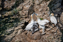 A Pair Of Morus Bassanus, Gannets, Showing Courtship Display With Young Chick