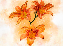 Watercolor Painting Of Three Vibrant Orange Day Lily Flowers. Botanical Illustration