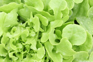 Wall Mural -  Photo food vegetable green salad. Texture background fresh  green salad. Product Image Vegetable green salad