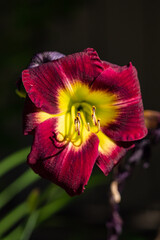 Wall Mural - close up of a blooming lily flower with beautiful magenta and yellow petals