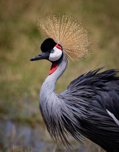 Grey Crowned Crane In Africa 