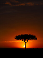 Wall Mural - an acacia tree at sunset in africa