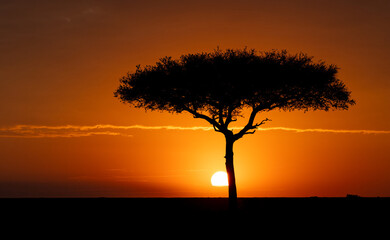 Wall Mural - an acacia tree at sunset in africa