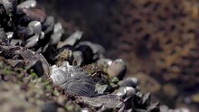 Well camouflaged natal rock crab in ocean rock pool with mussels in Africa