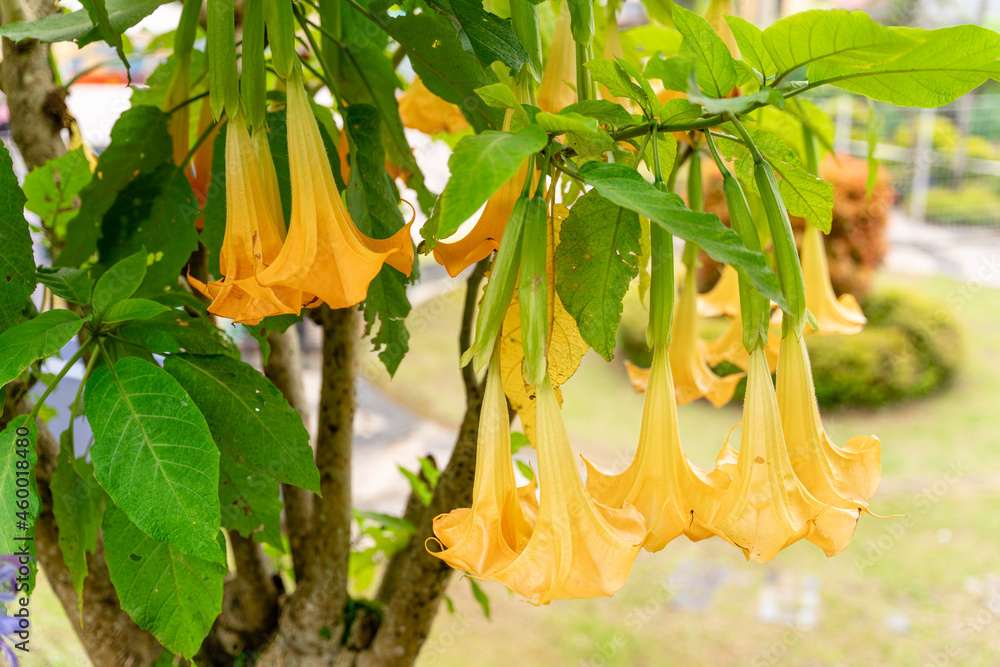 Brugmansia suaveolens, Brazil's white angel trumpet, also known as angel's  tears and snowy angel's trumpet. is a species of flowering plant in the  nightshade family Solanaceae Stock Photo | Adobe Stock