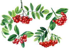 Set Red Rowan Berries Bunch With Green Leaves Watercolor Painting Illustration Isolated On White Background.