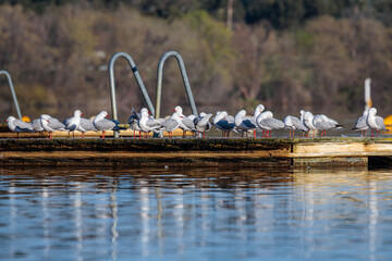 Wall Mural - Silver Gulls on a swimming pontoon, Lake Burley Griffin, ACT, September 2021