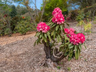 Wall Mural - Small Magenta Bush