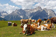 © si2016ab - Kühe auf einer Almwiese, die Gipfel der Sextner Dolomiten im Hintergrund, Pustertal, Alpen, Südtirol, Italien