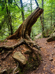 Wall Mural - Bayrischer Wald