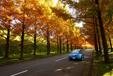 Fototapeta Kuchnia - 金沢太陽が丘の紅葉したメタセコイア並木道をドライブ