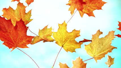 Wall Mural - Freeze motion of flying autumn maple leaves on sky background