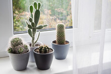 Potted Cacti On The Windowsill In The Room