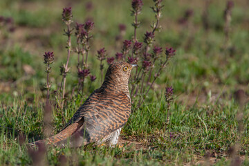 Poster - Common Cuckoo (Cuculus canorus) feeding on grass in meadow