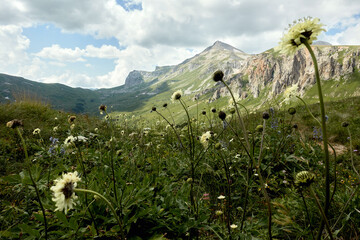 Mountain landscape with green valleys.
Caucasian State Natural Biosphere Reserve named after Kh.G. Shaposhnikov. Lago-Naki plateau. Russia.