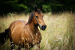 Brown warmblood horse in front of a summer grain field 