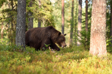 Wall Mural - big male bear walking in the forest