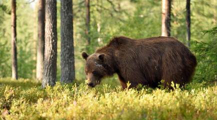 Wall Mural - big male bear with serious glance in the forest at summer