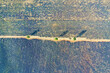 Luftaufnahme, Drohnenfoto von blühenden Lavendelfeldern mit Feldweg und drei einzelnen Bäumen auf dem Plateau de Valensole, Brunet, Alpes-de-Haute-Provence, Frankreich