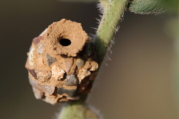 nest of potter wasps