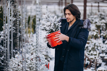 Wall Mural - Handsome man choosing a christmas tree