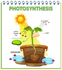 Wall Mural - Diagram showing process of photosynthesis in plant