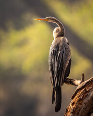 Oriental darter or Indian darter portrait basking in sun in golden hour light at keoladeo national park or bharatpur bird sanctuary bharatpur rajasthan india - anhinga melanogaster