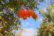 Ripe Fruits Of Pomegranate Tree Closeup Hanging On Branches. Israel