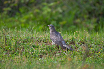 Poster - Common Cuckoo (Cuculus canorus) feeding on grass in meadow