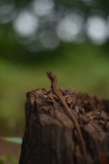 Poster - Closeup shot of a lizard in the forest