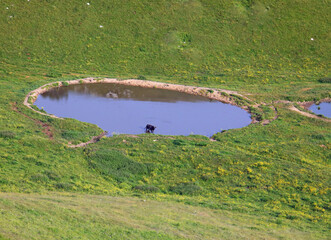 Wall Mural - isolated black cow drinking in the pond in the middle of the mountain pasture