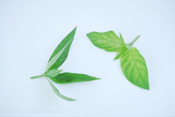 Wall Mural - green leaf on white background