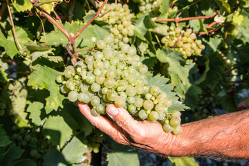 Canvas Print - Closeup shot of a male's hands cutting some grapes from a vineyard