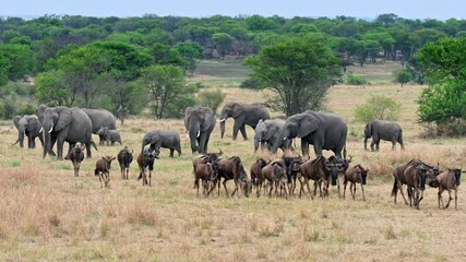 a herd of blue wildebeest (connochaetes taurinus) on great migration passing in front of a herd of a