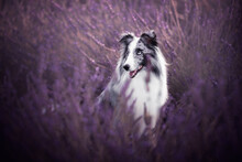 Shetland Shepherd Portrait On A Lavender Field, Summer Time, Flowers
