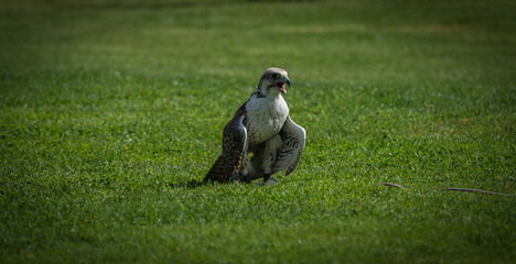 Canvas Print - Scenic view of a falcon outdoors in a field