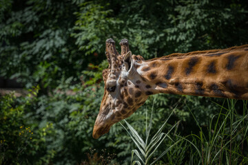 Poster - Scenic view of a giraffe in the zoo on a landscape background