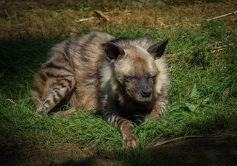 Sticker - Scenic view of a Striped hyena lying down on the grass