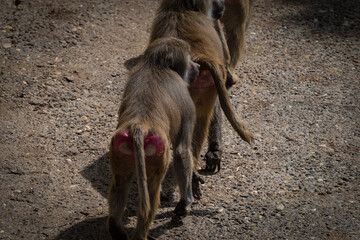 Sticker - Scenic view of monkeys walking together in the zoo