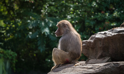 Poster - Scenic view of a monkey sitting on the rock in a sunny weather