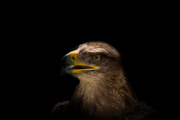 Sticker - Scenic view of an eagle on a dark background