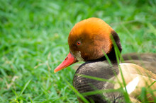 Male Red-crested Pochard Duck