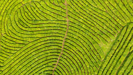 Wall Mural - Aerial view shot from drone of green tea plantation, Top view aerial photo from flying drone of a tea plantation