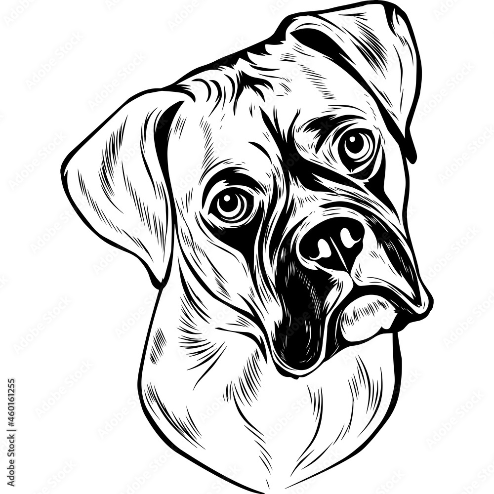 Boxer Dog Stock Vector | Adobe Stock