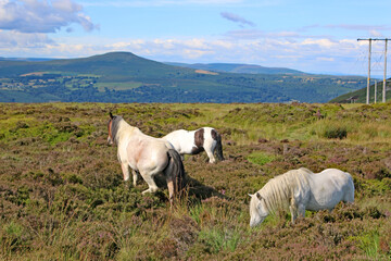 Poster - Ponies in the Black Mountains, Wales	