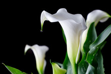 White Calla Flower With Green Leaves With Black Background