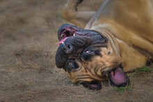 2021-09-30 A LONE BULLMASTIFF ROLLING IN GRASS WITH EARS FLOPPING AND BRIGHT EYES
